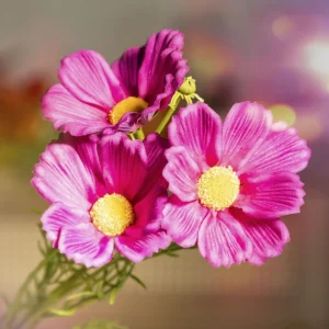 Galazka Sztuczna Cosmos Fioletowa 65 Cm