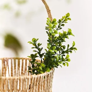 Galazka Sztuczna Farve Bukszpan 71 Cm