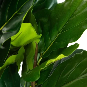 Roslina Sztuczna Tropical Zone Figowiec 100 Cm